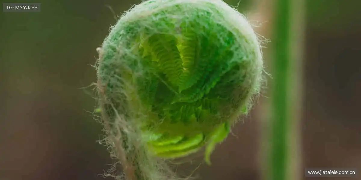 独家赛事,与全球球迷共狂欢!🎉🏆